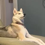Peter Merrill - @main_street_hms - Instagram