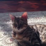 Peter Metelskiy - @peter_metelskiy_supreme - Instagram