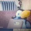 Peter michos - @petermichos - TikTok