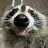 peter - @peternacarato123 - TikTok