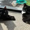 coco - @peternickeleater - TikTok