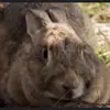 eterpeternickeleater1 - @eterpeternickeleater1 - TikTok