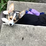 Peter nikolai - @peternikolai2newandimproved_ - Instagram