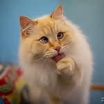 Peter Nord - @grodingekattpensionat - Instagram