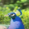 Peter Odom - @peter.odom84 - TikTok
