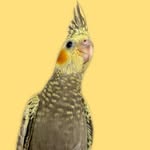 Peter - @peter_parrot_22 - Instagram