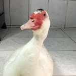 Peter Pato Chimy 🐥 - @peter_pato__ - Instagram