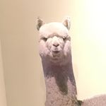 Peter Pavey - @beery_pete - Instagram