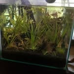 Aquatic Life - @peter_peacock_eel - Instagram