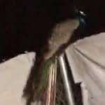 Peter K. Peacock - @peter.k.peacock - Instagram