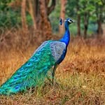 Peter The Peacock - @peacockpeterthe - Instagram