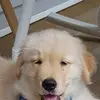 Pete Pelletier477 - @petepelletier1 - TikTok