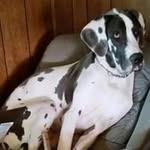 Peter Pelletier - @peterpelletier1959 - Instagram