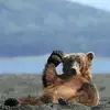 peterpelletier36 - @peterpelletier36 - TikTok