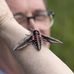 Peter Persson - Facebook