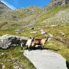 Peter Pflug152 - @peterpflug1 - TikTok