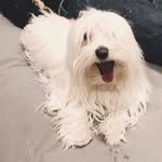 Peter Prete🐾 - @peter_prete_ - Instagram