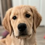 Peter Quill | The Dog - @peterquill_thedog - Instagram
