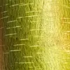 Peter Quill - @peterquill.efte - TikTok