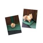 Peter Rae - @buddyandlola_ - Instagram