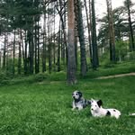 Peter & Reese - @letsdancewithpeterandreese - Instagram