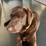 Lola - @peter.reschke - Instagram