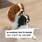 Ghislaine Paleni Clapier - @peter_rhea_cavalier_king_charl - Instagram