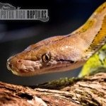 Peter Rice Reptiles - @peterricereptiles - Instagram