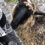 Peter Risch - @risch451 - Instagram