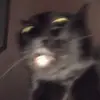 peta - @peterrro - TikTok