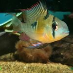Peter Rowland - @tropical.planet.fish - Instagram