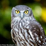 Peter Rowland - @pete_thebirdman - Instagram