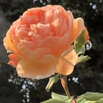 Peter Rowland - @peterrowland2 - Instagram