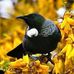 Peter Rowland - Facebook