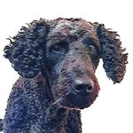 Peter Rowlands - @rowlandspeter - Instagram