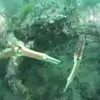 Peter Rowlands - @peter.rowlands7 - TikTok