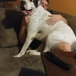 Peter Ruggiero - @brogiero - Instagram