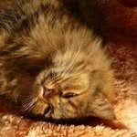 Hanspeter Saladin - @hanspeter.saladin - Instagram
