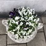 @petersaylee - Instagram