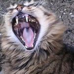 Peter Schad - @schadpeter - Instagram