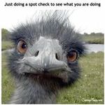 Peter Sheldon - @peter.sheldon.70 - Instagram