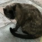 Peter Shoemaker - @tgr_llama - Instagram