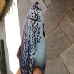 Peter Simpson - @petersimpson_thefish - Instagram