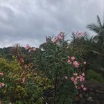 @peter.sison_ - Instagram