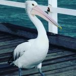 Peter McDonnell - @peter_smithers - Instagram