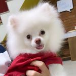 𝙿𝚎𝚝𝚎𝚛 𝙿𝚊𝚛𝚔𝚎𝚛 🤟🏻🐾 - @peterparker.spitz - Instagram