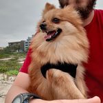 PETER 🐕 - @peterspitzsl - Instagram