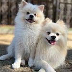Peter e Chanel 🐾 Spitz Alemão - @peterchanel.spitzalemao - Instagram
