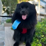 Peter e Pierre 🐾 - @peterspitz2022 - Instagram