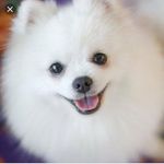 Peter Spitz - @peterspitz1 - Instagram
